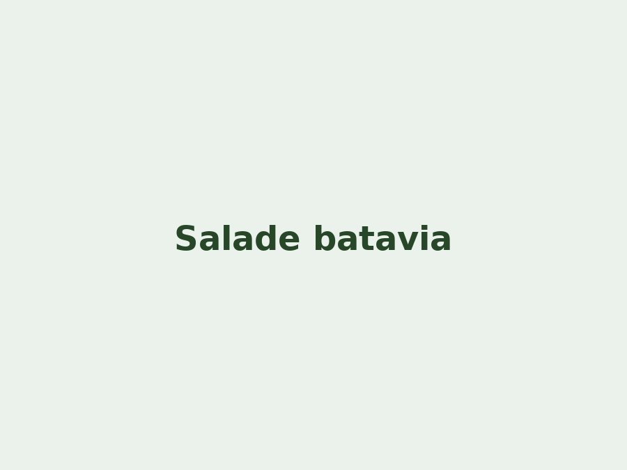 Salade batavia