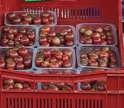 Tomate cerise bio